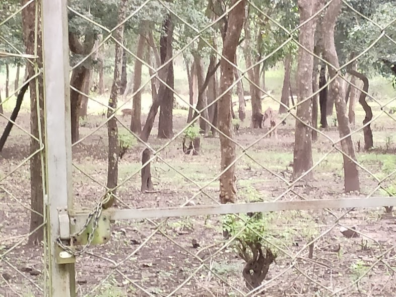 sandal wood forest munnar